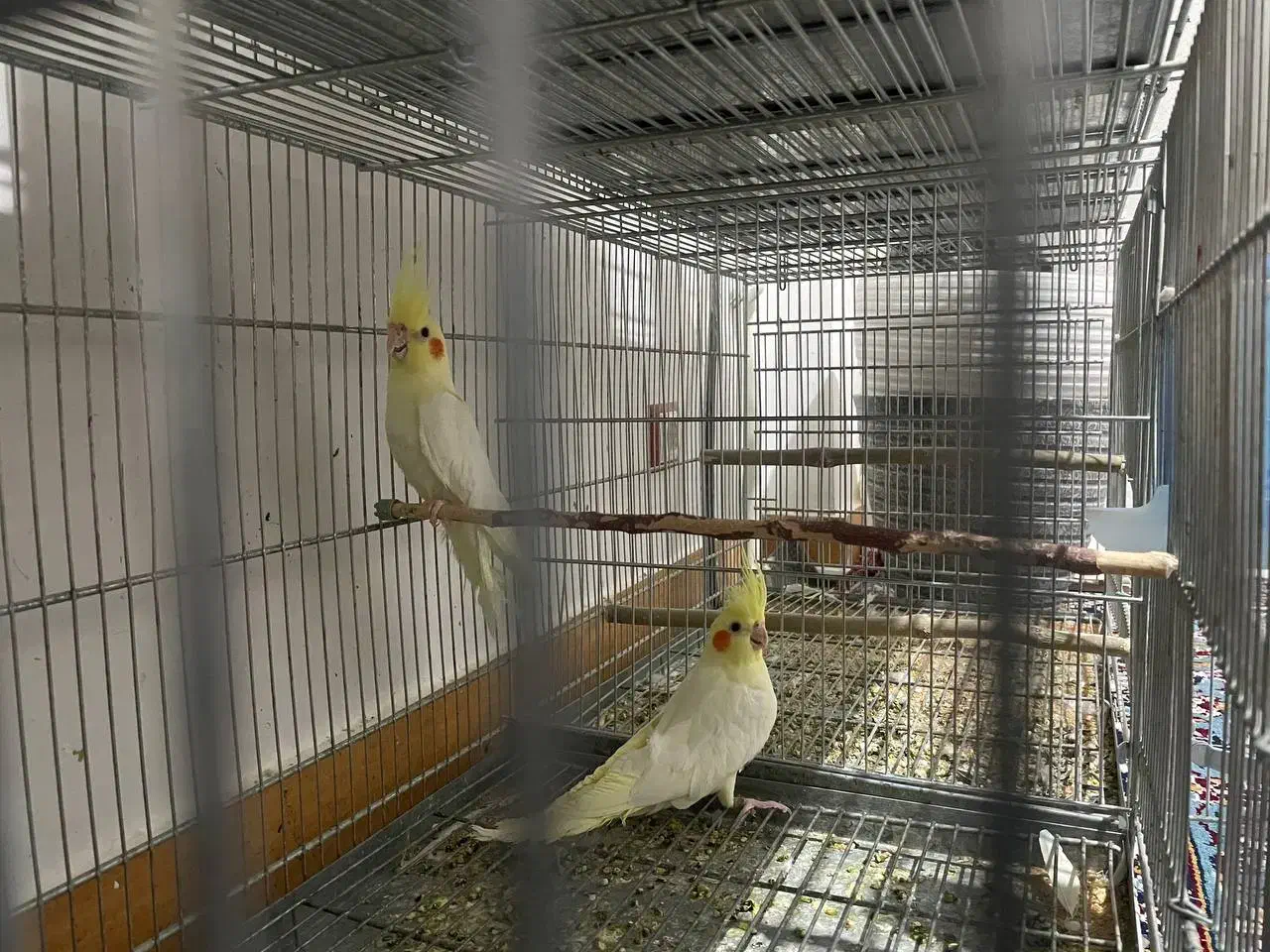 عروس هلندی لوتینو|پرنده|روانسر, |دیوار