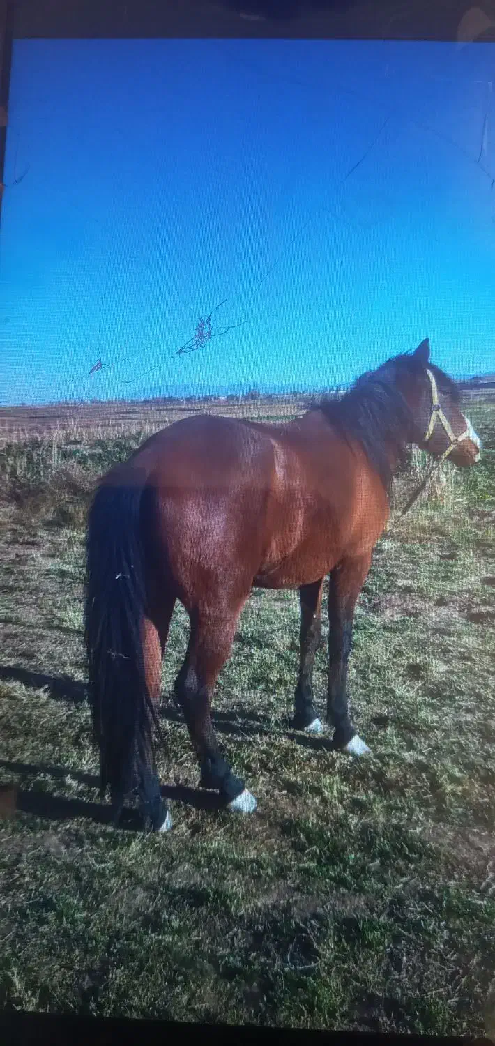 مادیون|اسب و تجهیزات اسب‌سواری|نیشابور, خیام|دیوار