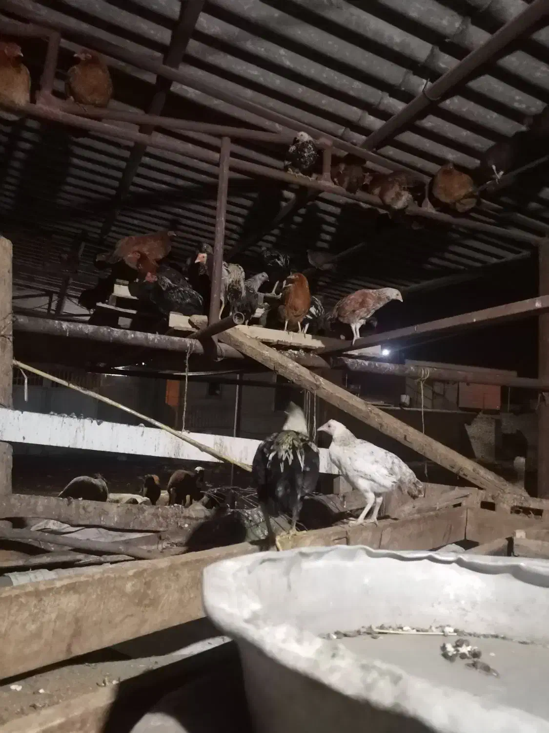 جوجه محلی|حیوانات مزرعه|گرگان, |دیوار