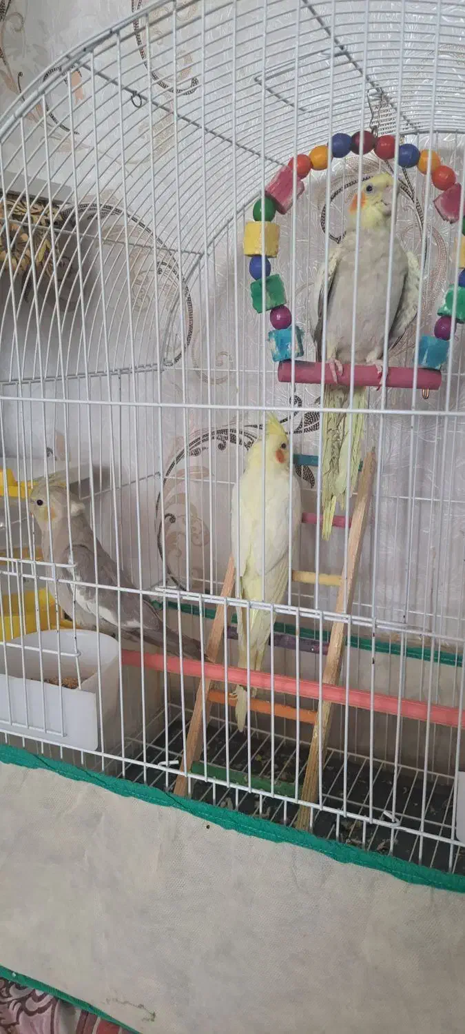 عروس هلندی ۶ ماه|پرنده|دورود, |دیوار