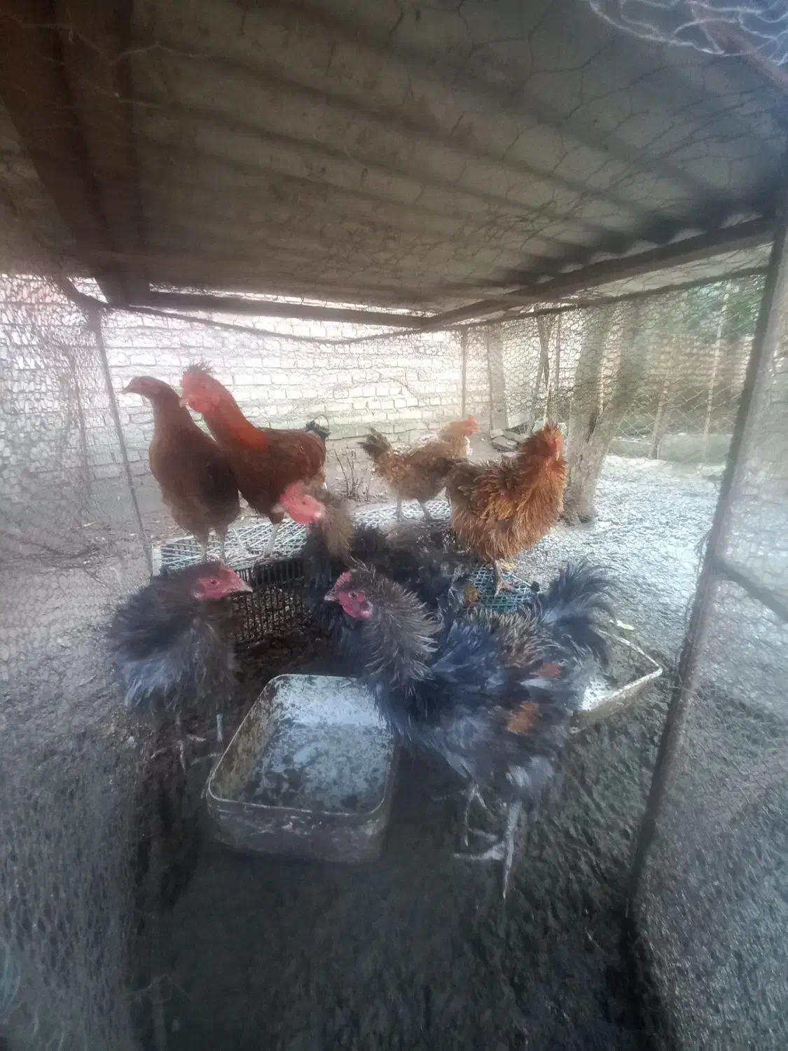 مرغ و خروس فرفری کم یاب|حیوانات مزرعه|جویبار, |دیوار