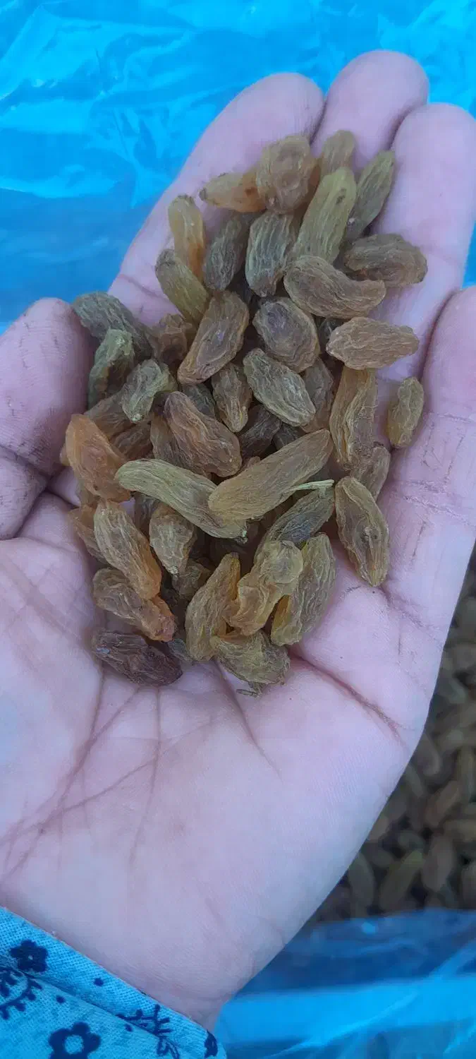 کشمش سبز موقعیت کاشمر|خوردنی و آشامیدنی|کاشمر, |دیوار