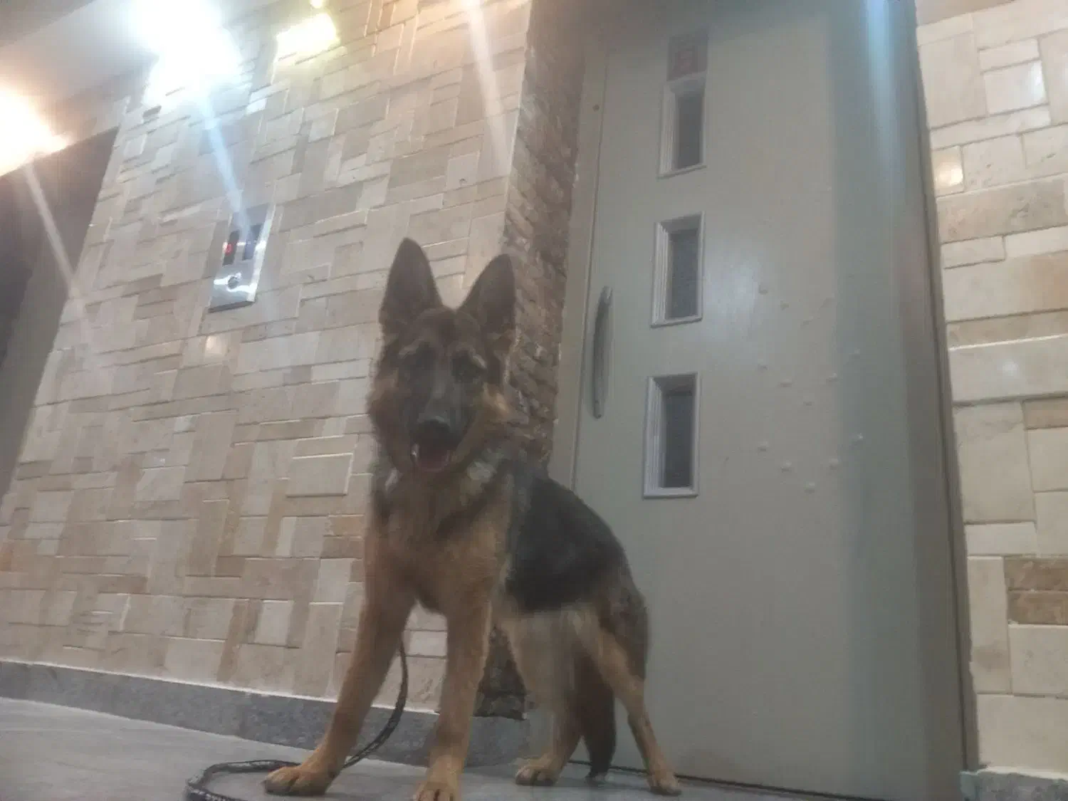 ژرمن شپرد|سگ|پردیس, فاز ۲|دیوار