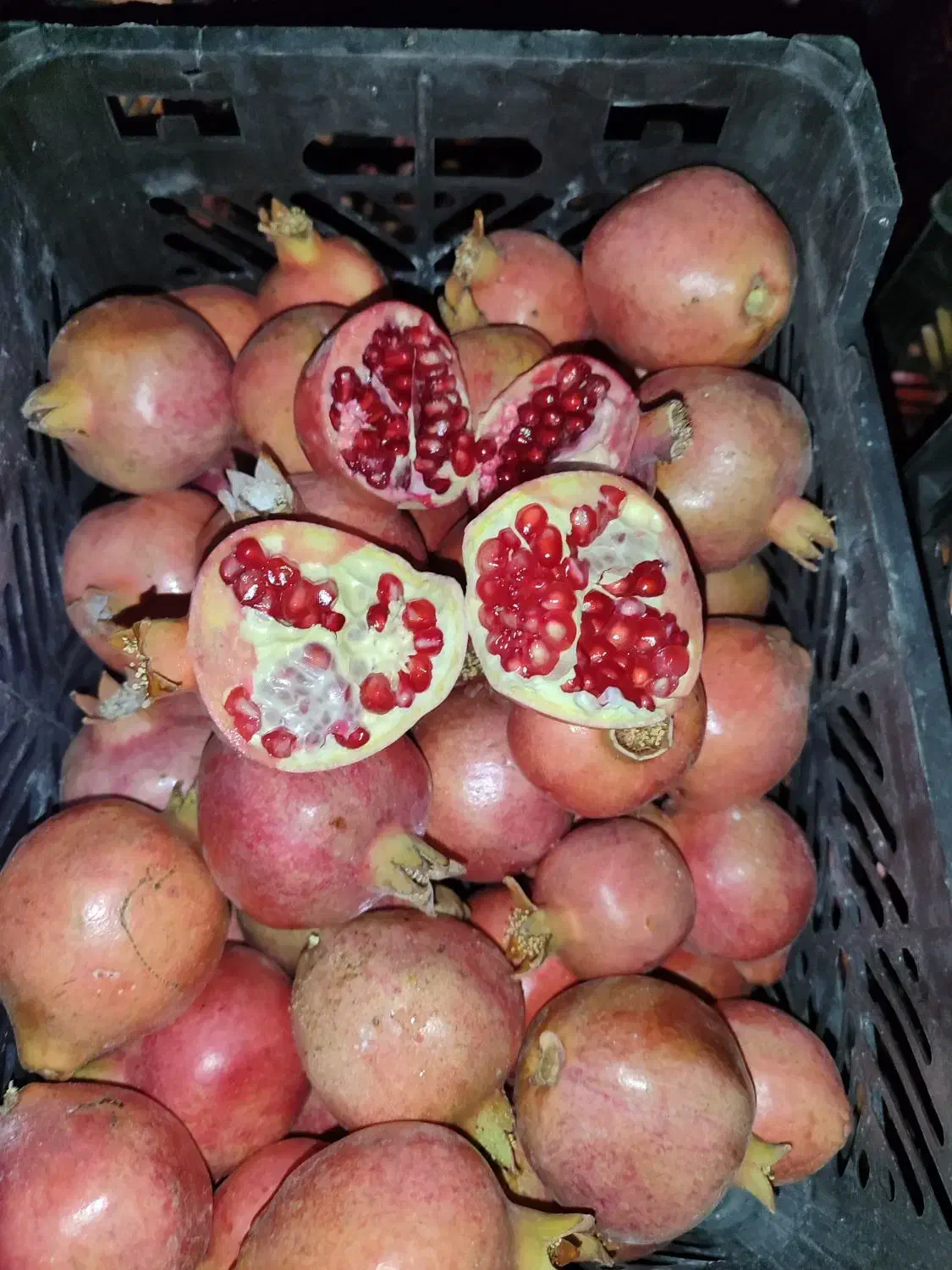 انار|خوردنی و آشامیدنی|داراب, |دیوار