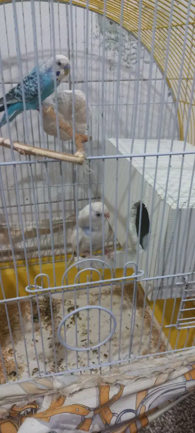 مرغ عشق|پرنده|تهران, آهنگ|دیوار