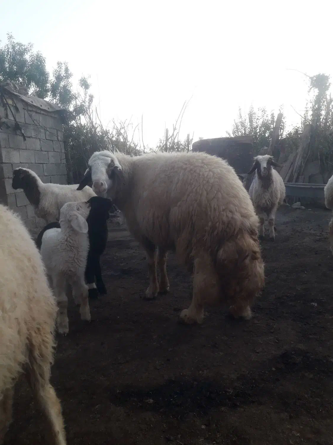 قوچ وبره|حیوانات مزرعه|کرمانشاه, |دیوار
