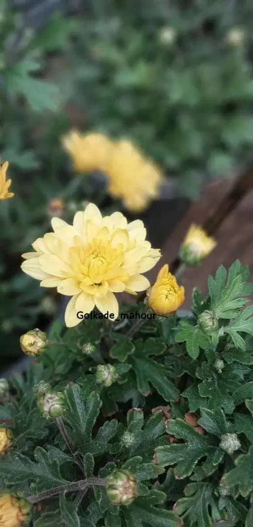 کنسرت|بلیت کنسرت|شیراز, دروازه قران|دیوار