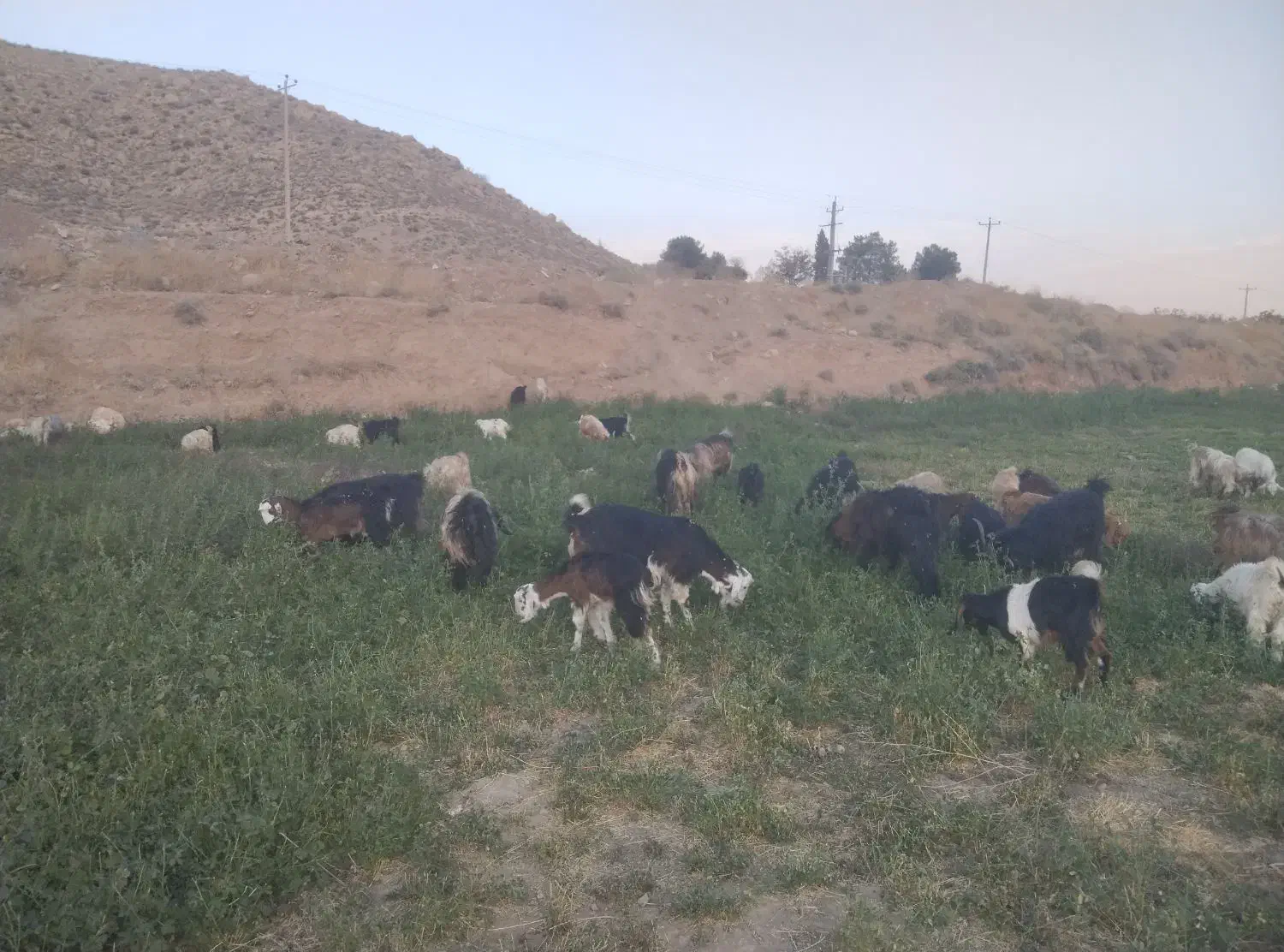 کهره|حیوانات مزرعه|درودزن, |دیوار