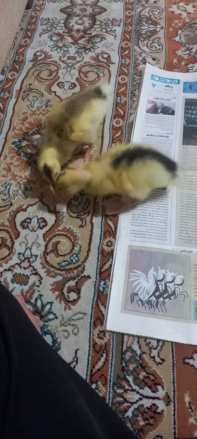 فروش دو جوجه اردک|حیوانات مزرعه|مهدی شهر, |دیوار