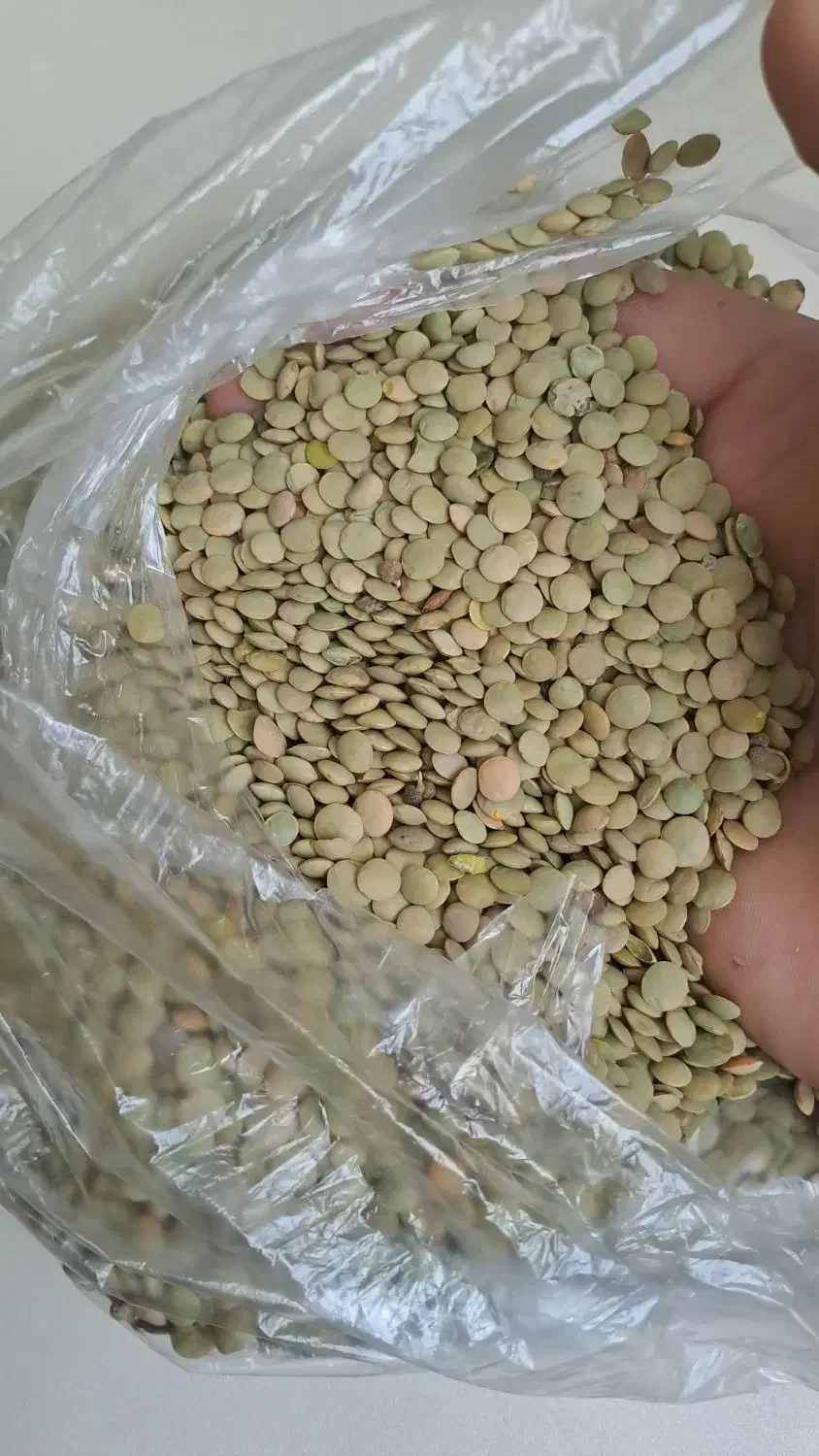 عدس|خوردنی و آشامیدنی|اردبیل, |دیوار