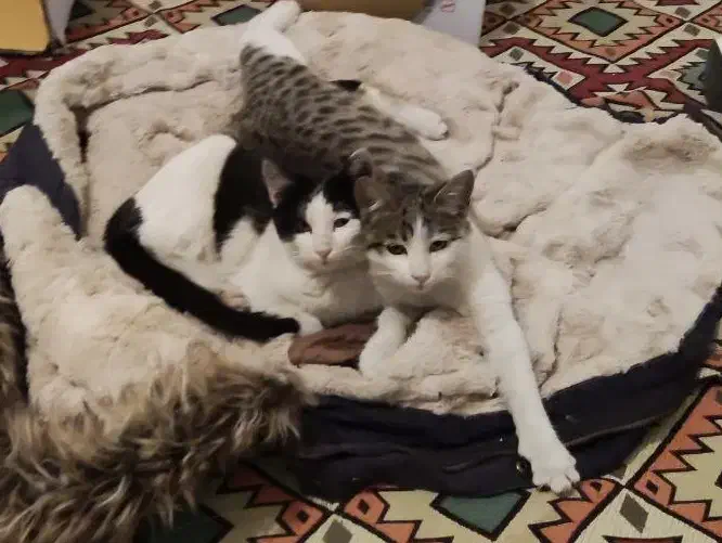 واگذاری گربه|گربه|نیشابور, شهرک فرهنگیان|دیوار