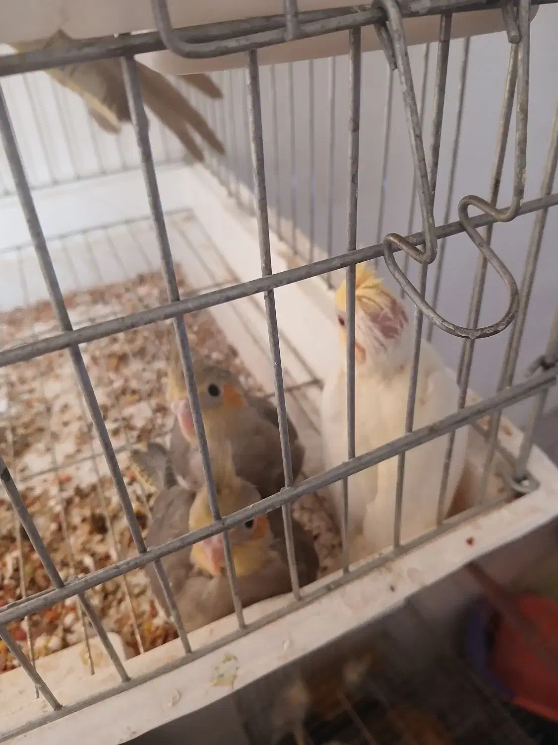 عروس هلندی|پرنده|بندر ماهشهر, |دیوار