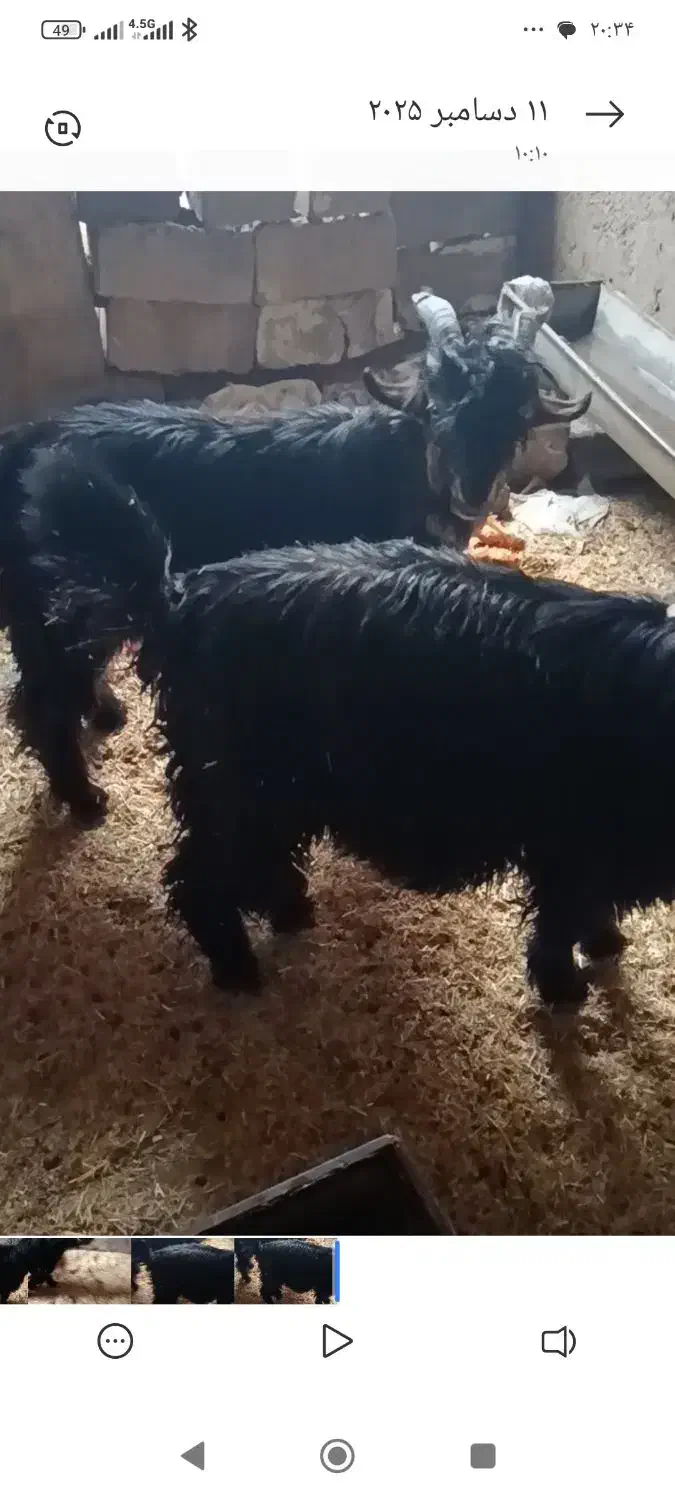 دوعدد. بیگ. نر|حیوانات مزرعه|شوشتر, |دیوار