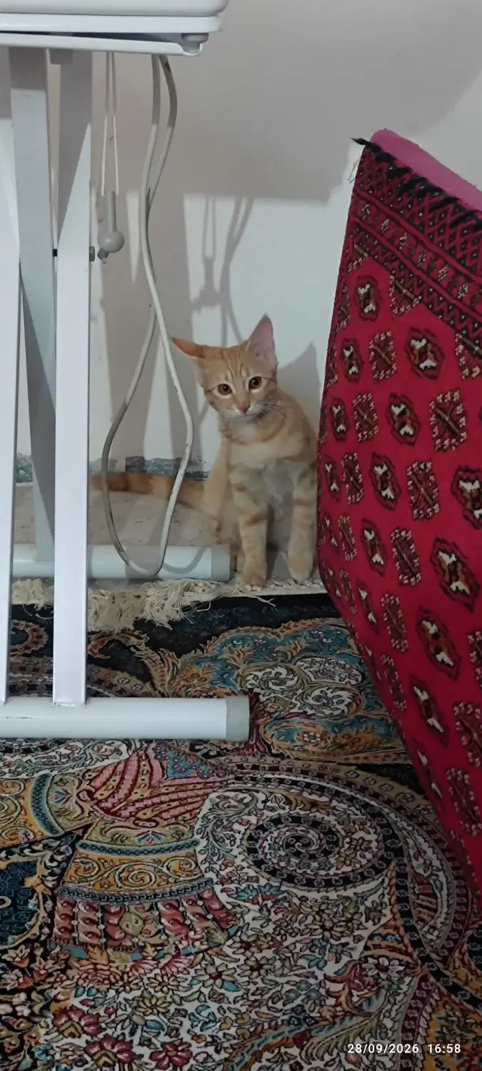 گربه|گربه|سمنان, |دیوار