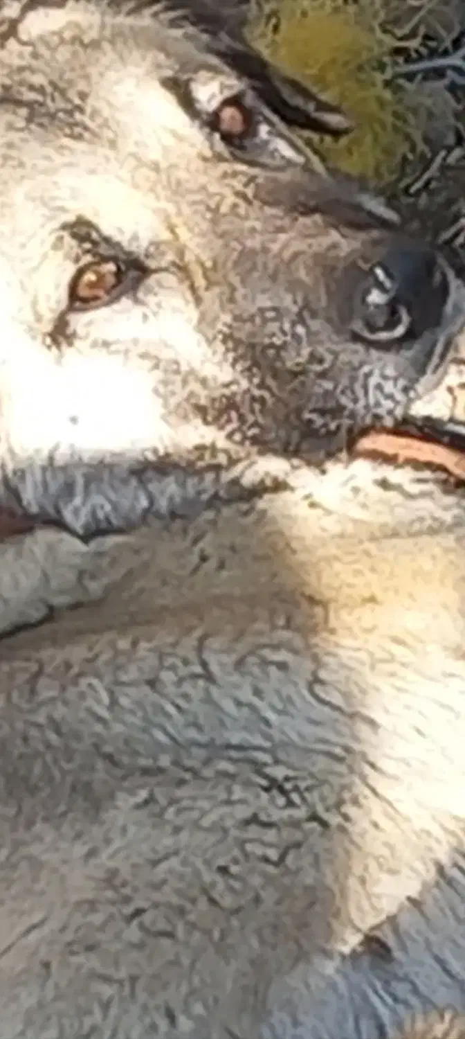 سگ گوسفند|سگ|سلماس, |دیوار