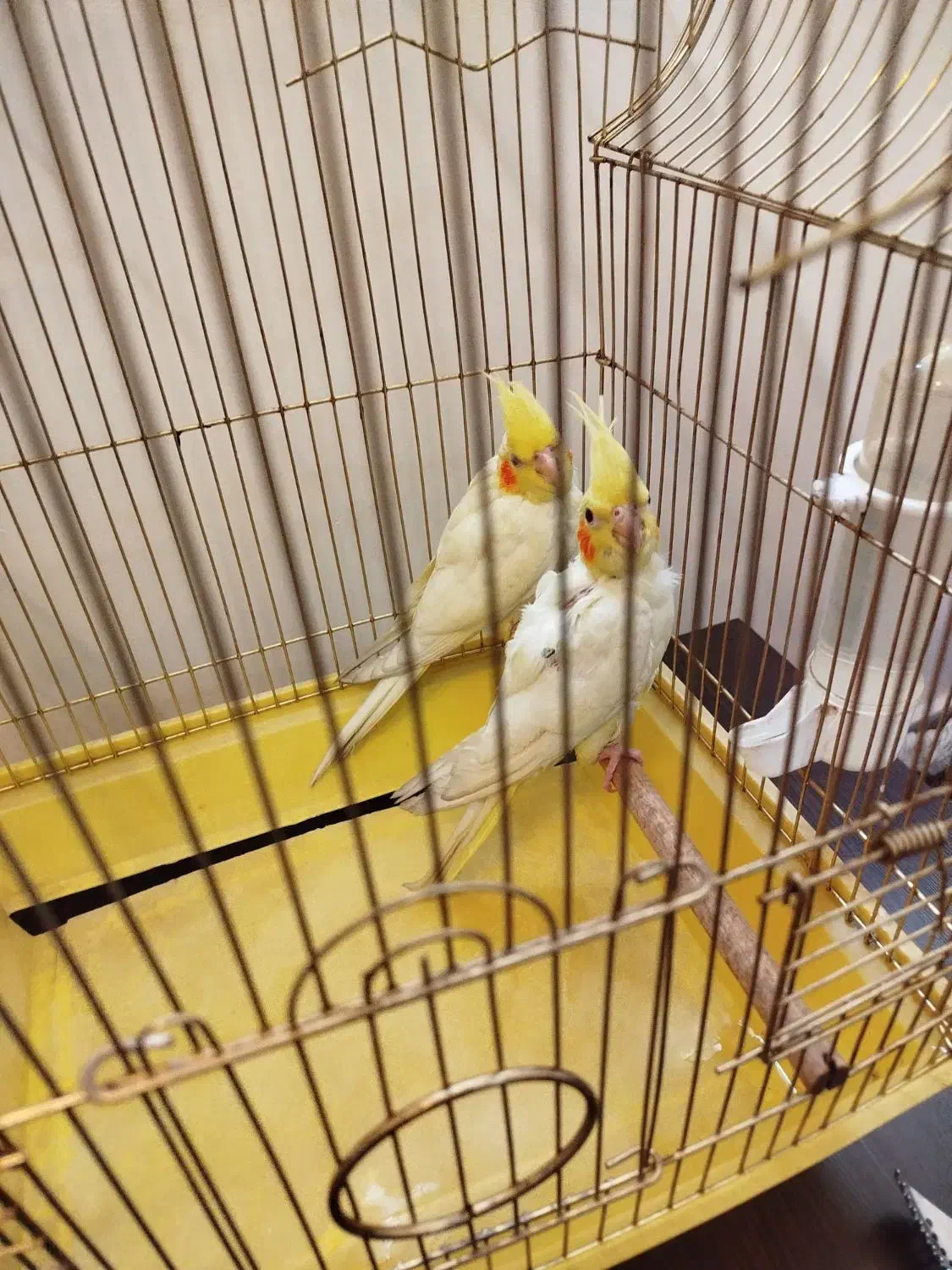 معاوضه جوجه عروس هلندی با سرلاکی|پرنده|تهران, مینای شمالی (مخبر)|دیوار