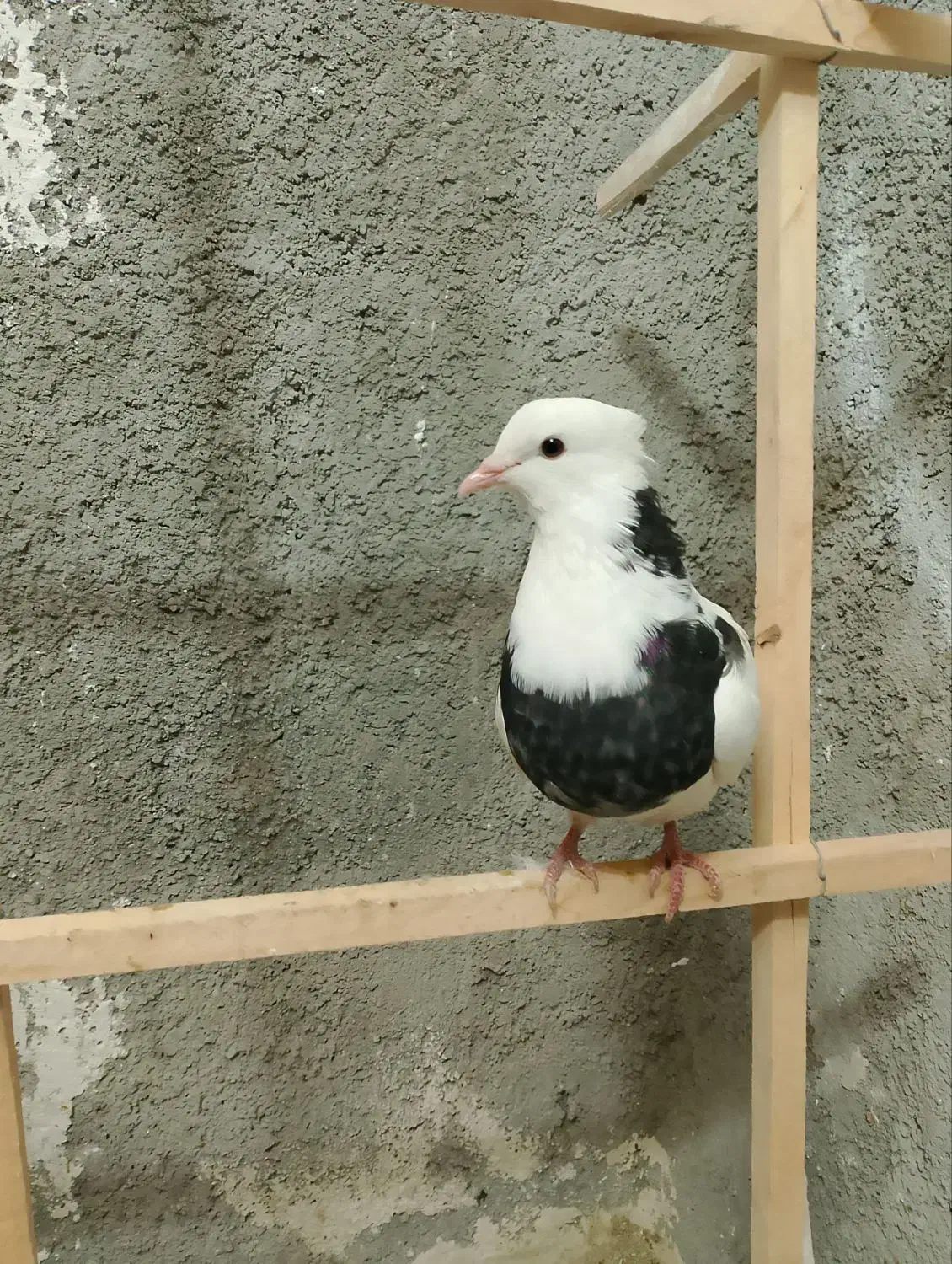 کفتر پرشی|پرنده|شیروان (خراسان), |دیوار