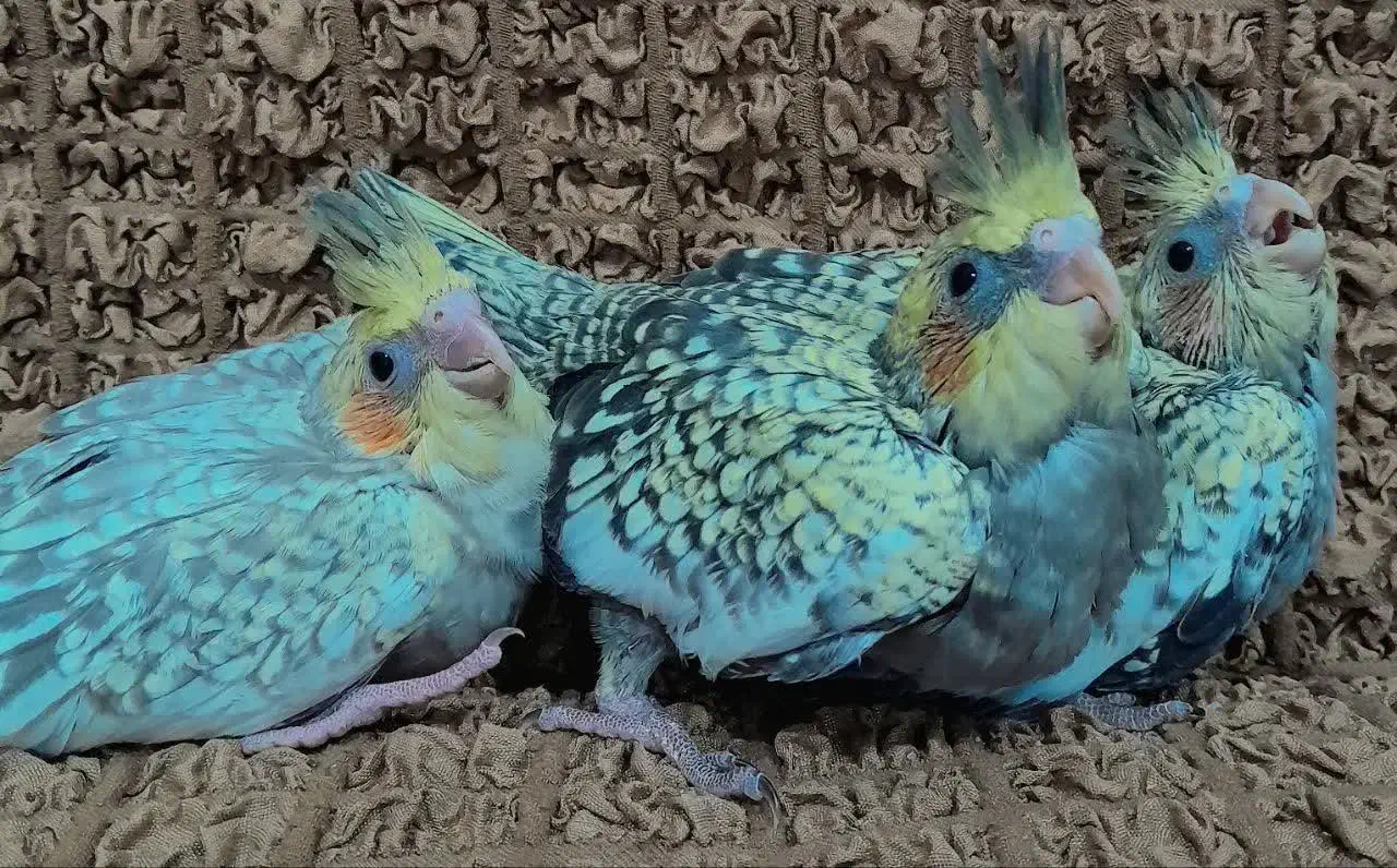 فروش دوعدد جوجه عروس|پرنده|بافق, |دیوار