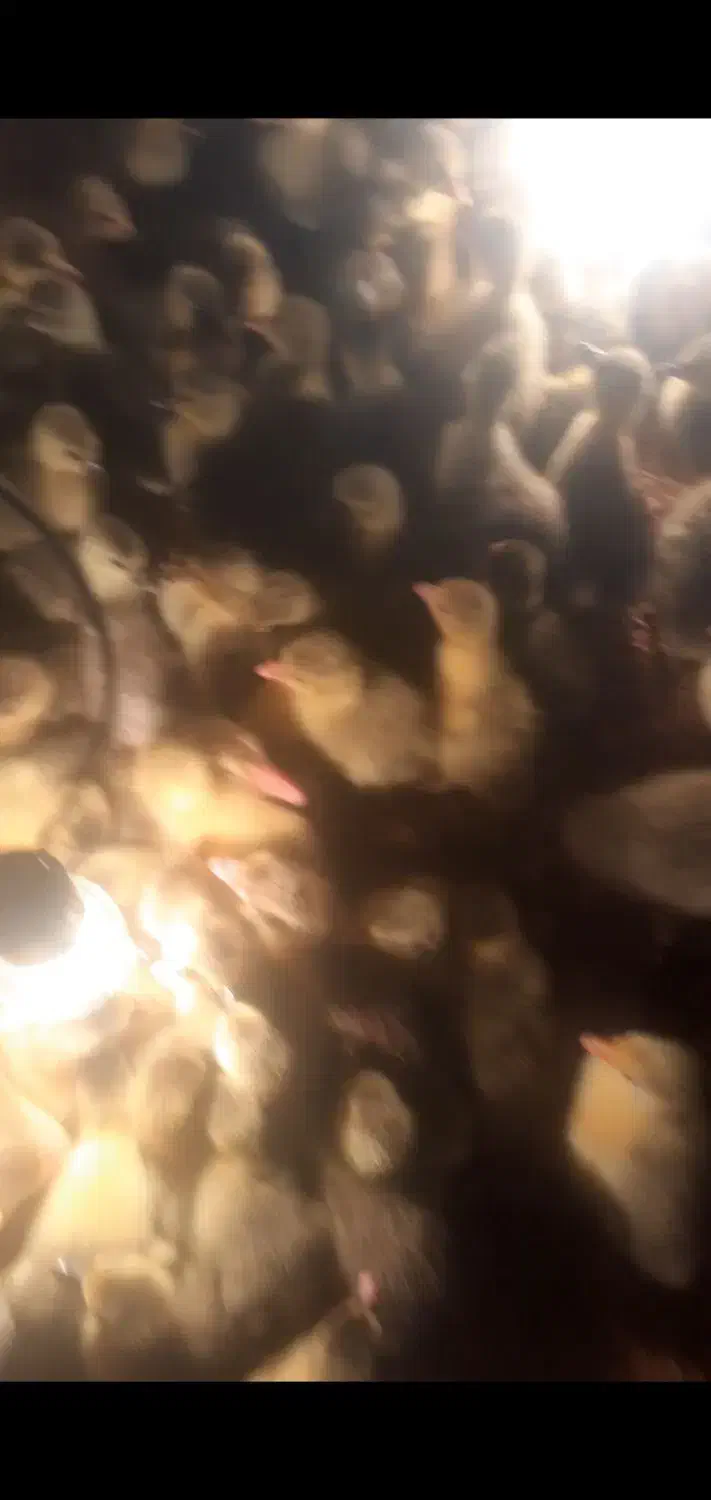 بچکه قاز ده روزه|حیوانات مزرعه|مریوان, |دیوار