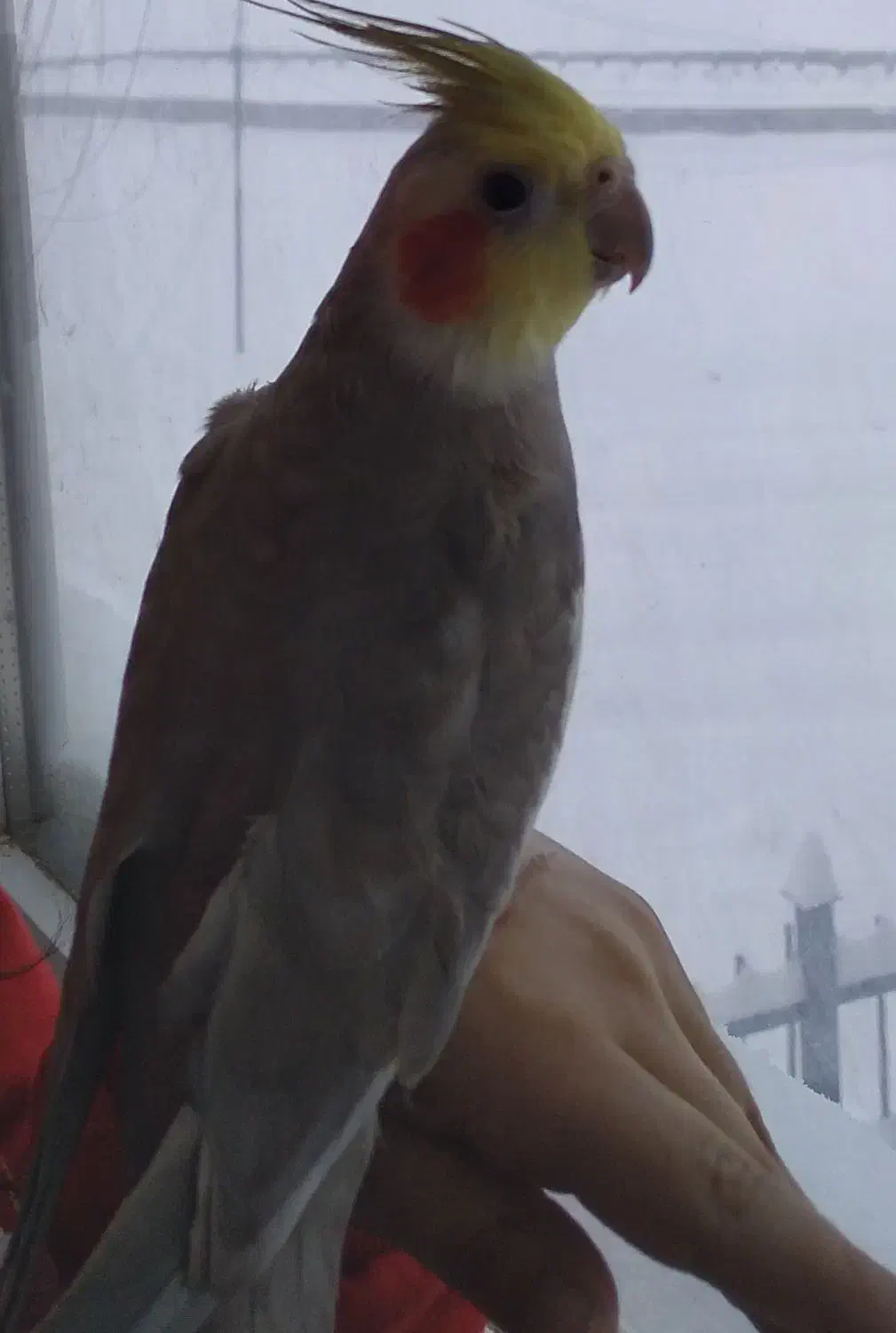 عروس هلندی محدوده کارشناسان گمشده|حیوانات|اردبیل, |دیوار