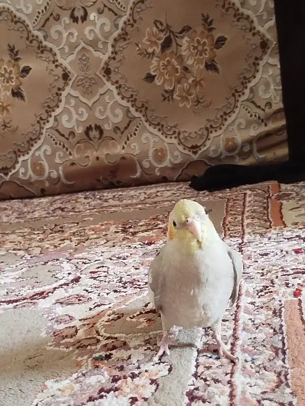 عروس هلندی|پرنده|باخزر, |دیوار