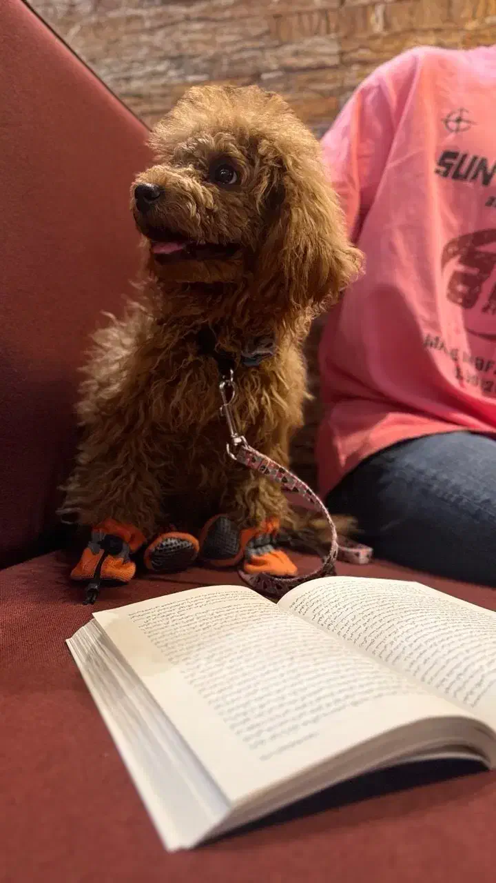 پودل عروسکی ( توی ) دارک رد نژاد اصیل|سگ|یزد, |دیوار