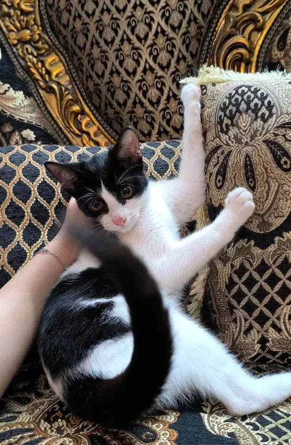 واگذاری  بچه گربه تاکسیدو باهوش|گربه|رشت, منظریه|دیوار