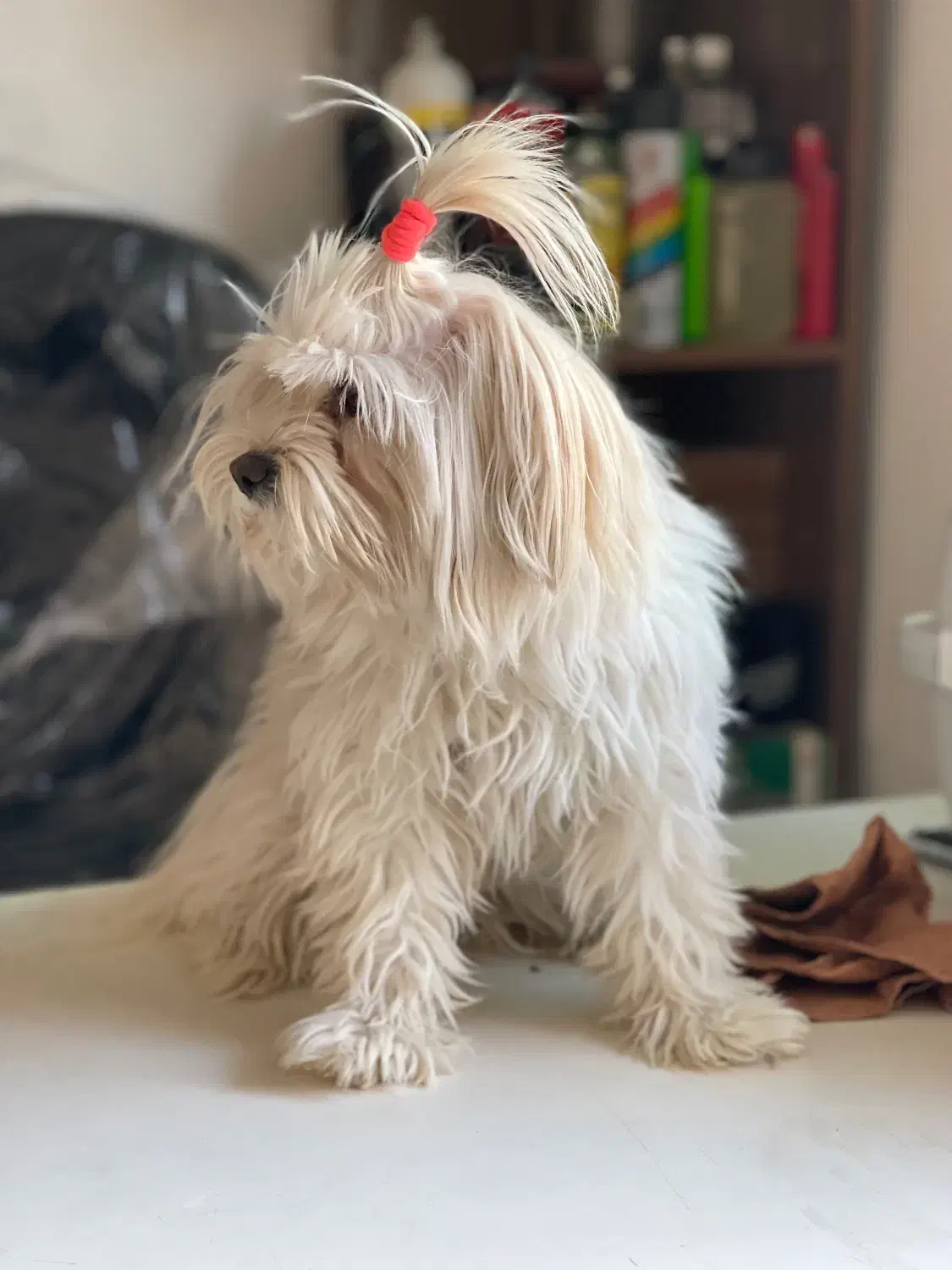 شیتزو تربیت شده|سگ|مشهد, شهید فرامرز عباسی|دیوار