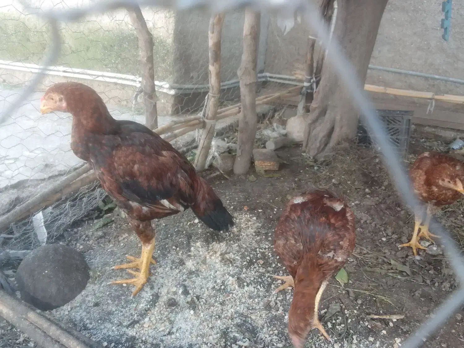 خروس و مرغ لاری|حیوانات مزرعه|نگین شهر, |دیوار