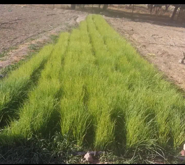 یک کیلو نهال پیاز راتا زرد|گل و گیاه طبیعی|حور, |دیوار