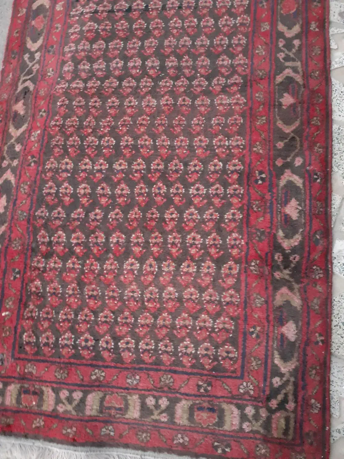 فرش کناره دستباف ۴متری|فرش|بروجرد, |دیوار