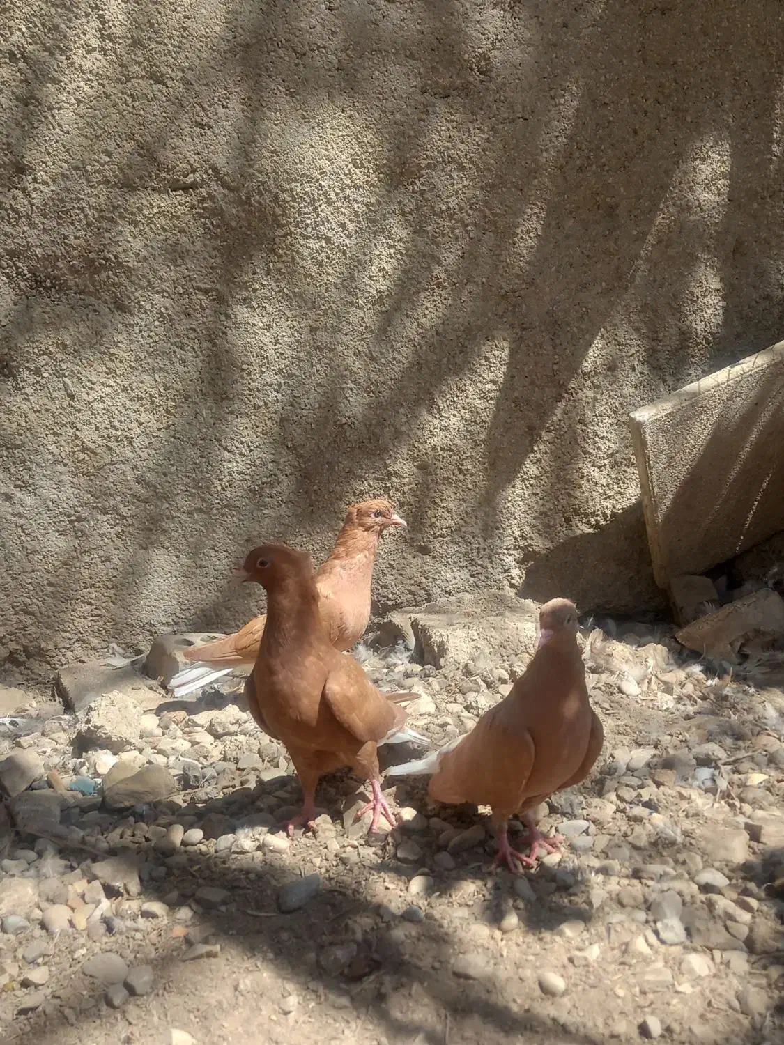 جاده اهواز آبادان روستای دریسیه .معاوضه هم دارم|پرنده|شادگان, |دیوار