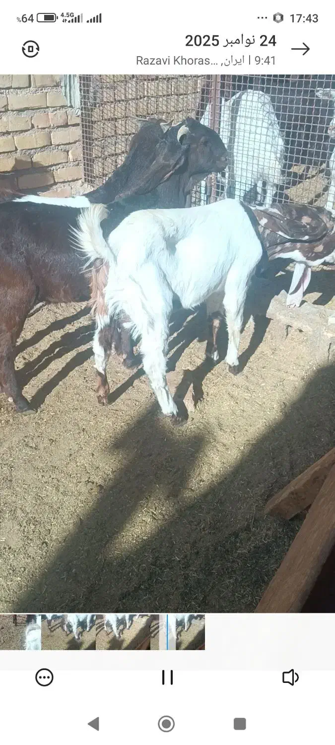 بزغاله اصیل پاکستانی نر وماده|حیوانات مزرعه|پائین جام, |دیوار