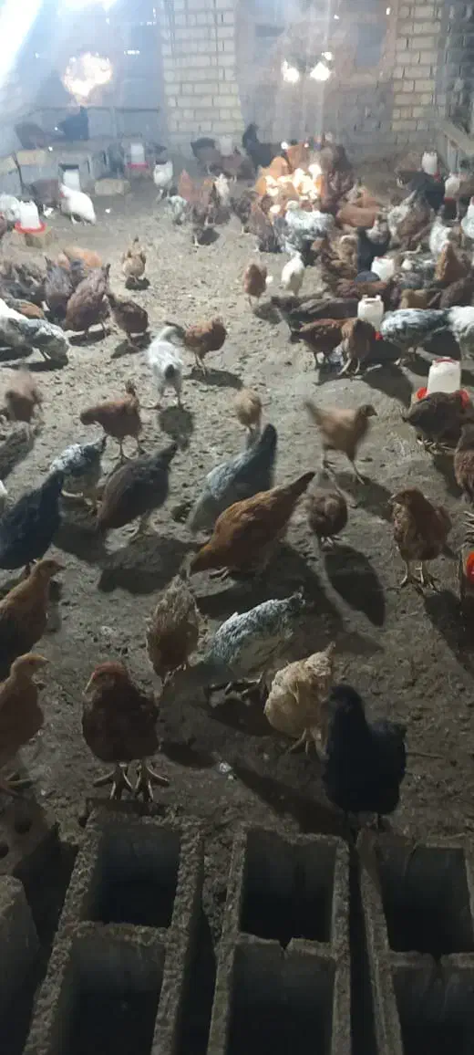 جوجه مرغ محلی|حیوانات مزرعه|شیراز, کرونی(خاتونک)|دیوار