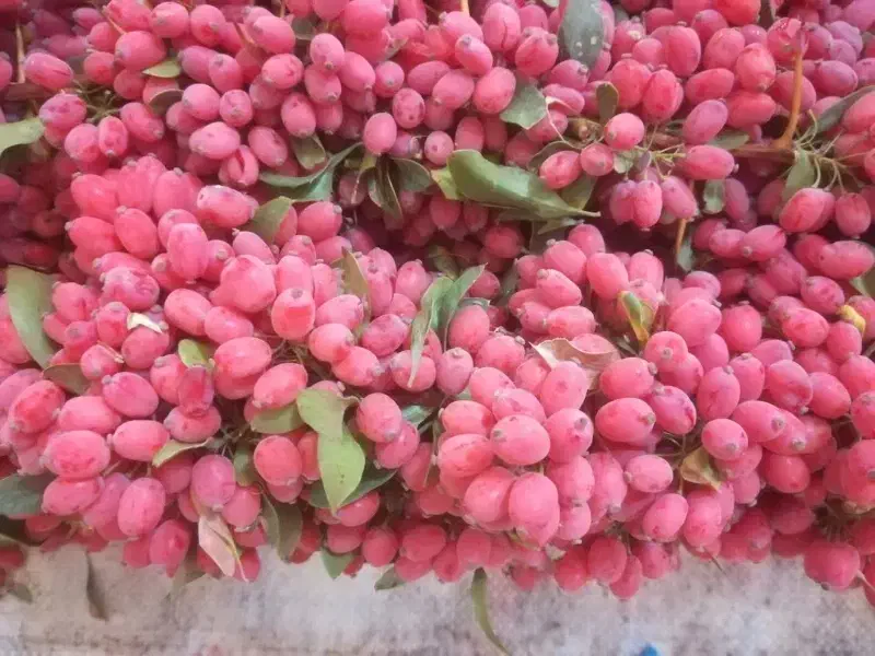 زرشک تازه باکیفیت خوب پاک شده با دستگاه|خوردنی و آشامیدنی|مشهد, رباط طرق|دیوار
