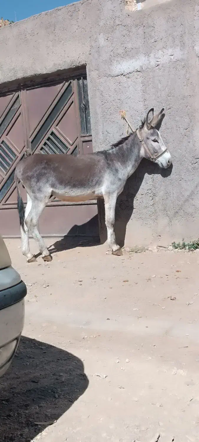 الاغ درشت تخم دار|حیوانات مزرعه|نوبران, |دیوار