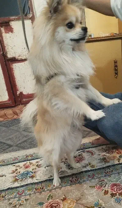 فروش سگ خانگی شناسنامه دار واکسینه خورده|سگ|زابل, |دیوار