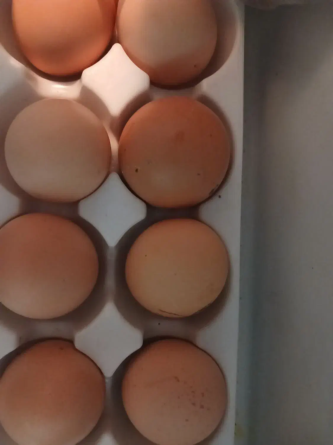 تخم مرغ سمی عالی ودرشت|خوردنی و آشامیدنی|جوادآباد, |دیوار