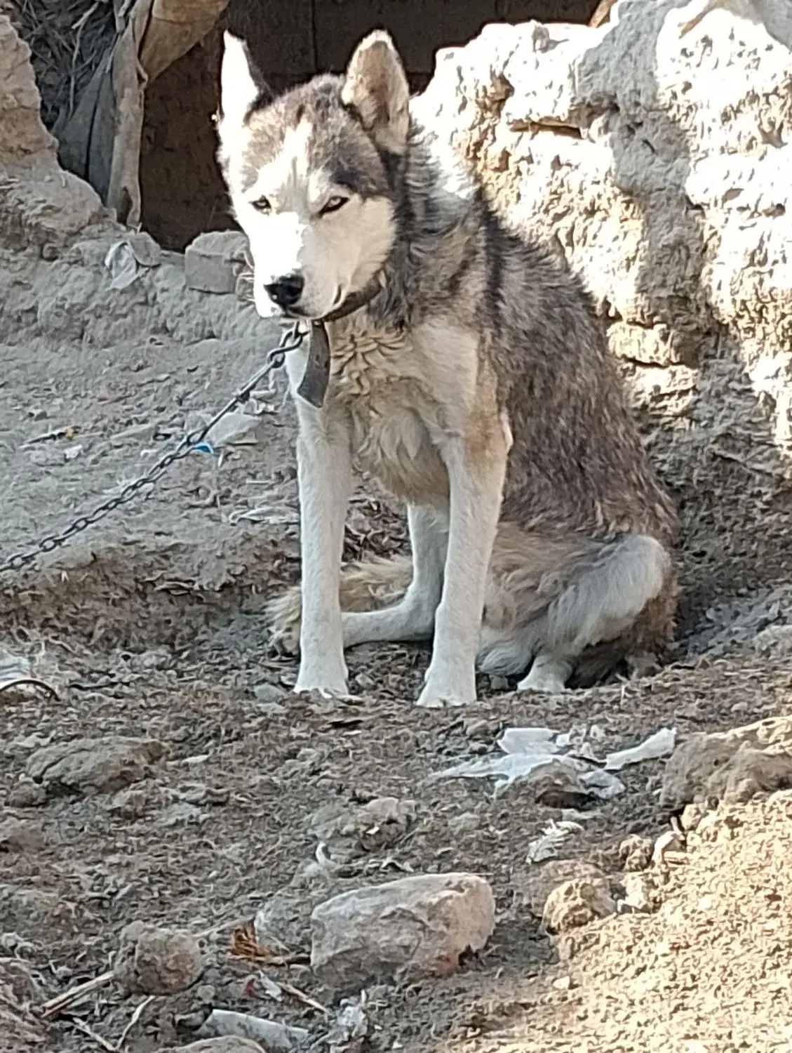 سگ هاسکی|سگ|زهک, |دیوار