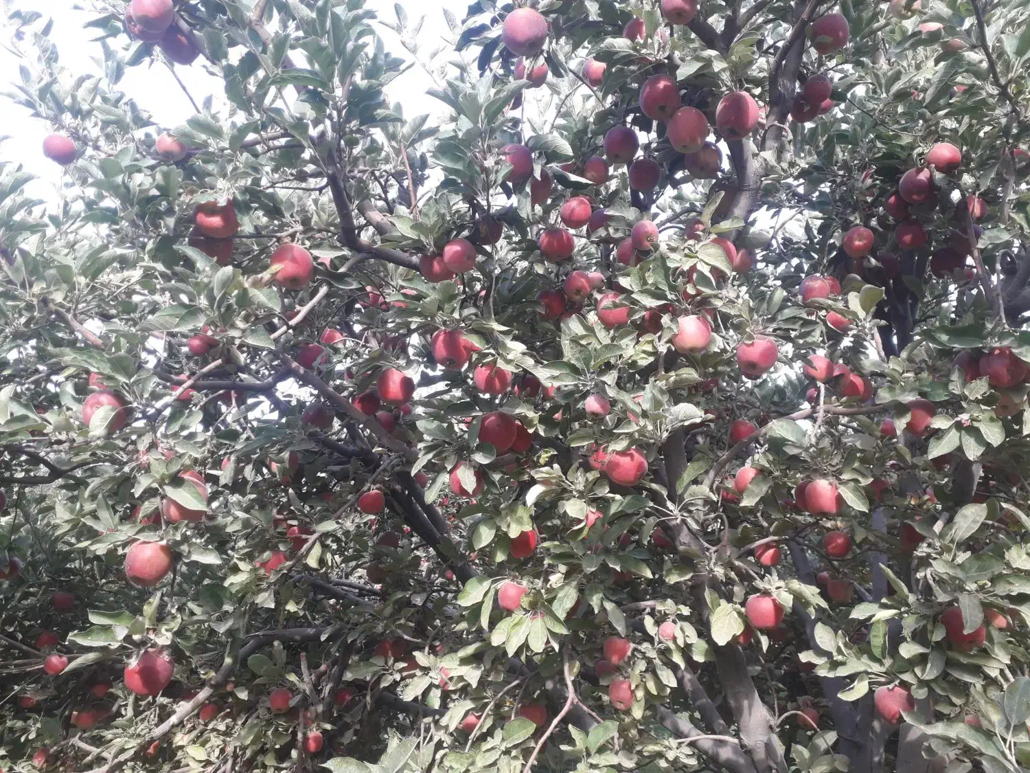 هرس انواع درختان میوه|خدمات باغبانی و درختکاری|بروجرد, |دیوار