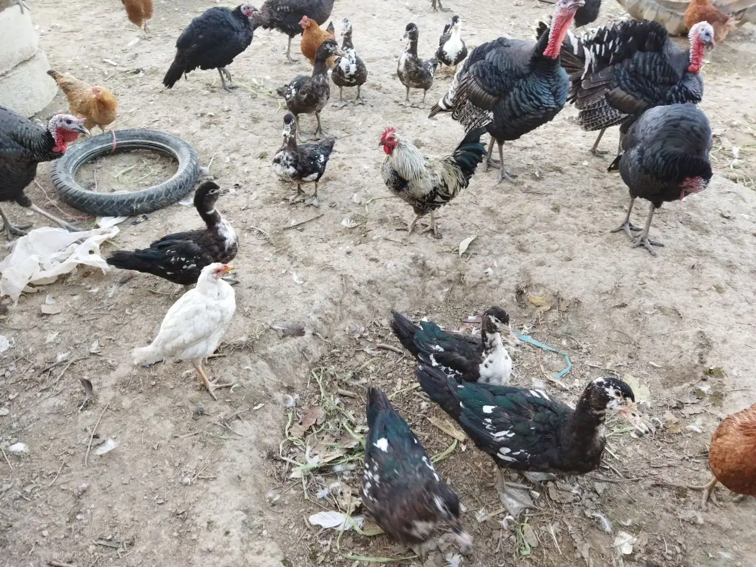 غاز نروماده|حیوانات مزرعه|بجنورد, |دیوار