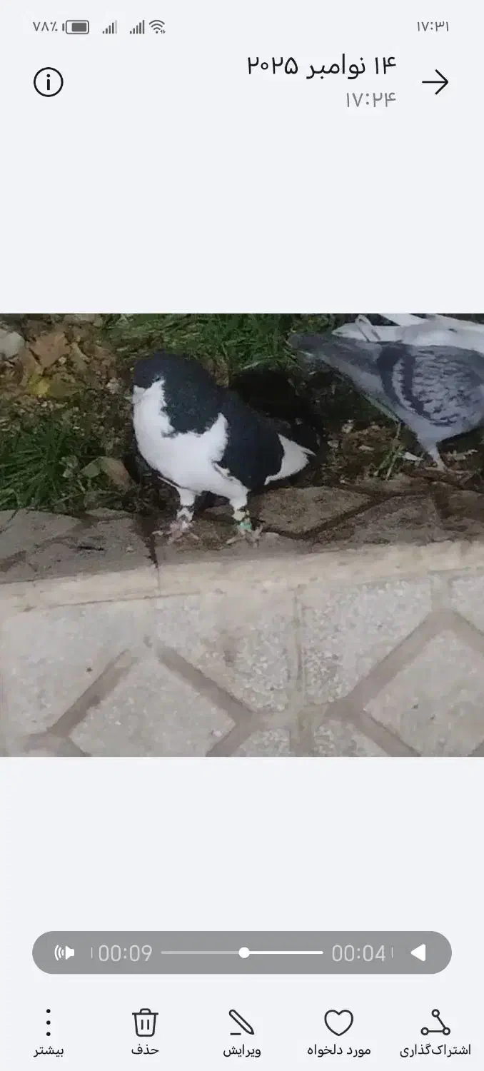 کفتر|پرنده|اسفراین, |دیوار