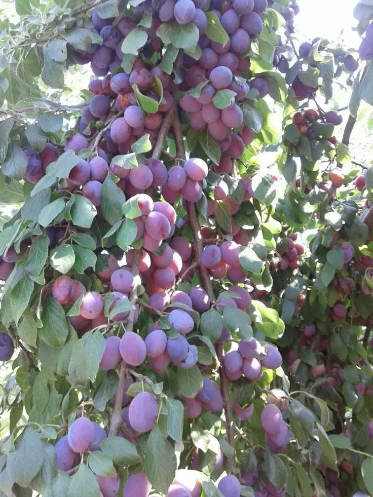 خرید نهال با کیفیت و تضمین شده|خدمات باغبانی و درختکاری|شبستر, |دیوار