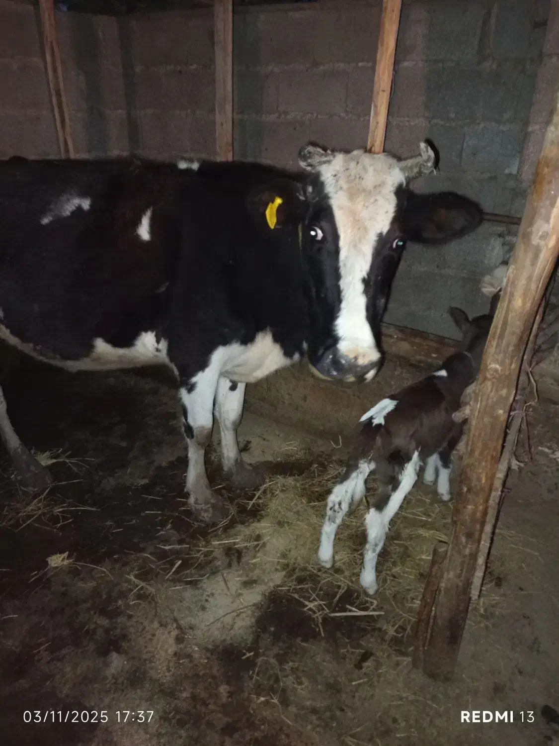 گاو دو رگ با گوساله|حیوانات مزرعه|لاهیجان, لفمجان|دیوار