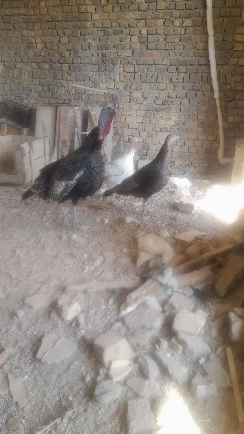 بوقلمون|حیوانات مزرعه|معصومیه, |دیوار