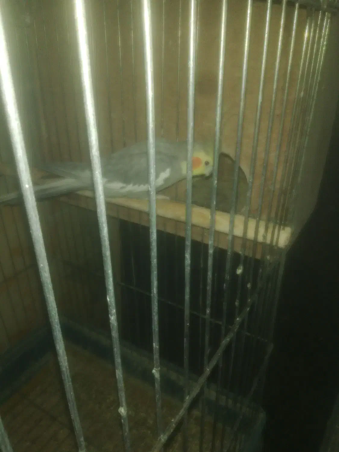 عروس هلندی|پرنده|قرچک, زیبا شهر|دیوار