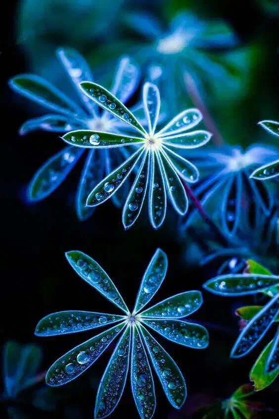 علوفه|حیوانات مزرعه|کوهرنگ, |دیوار