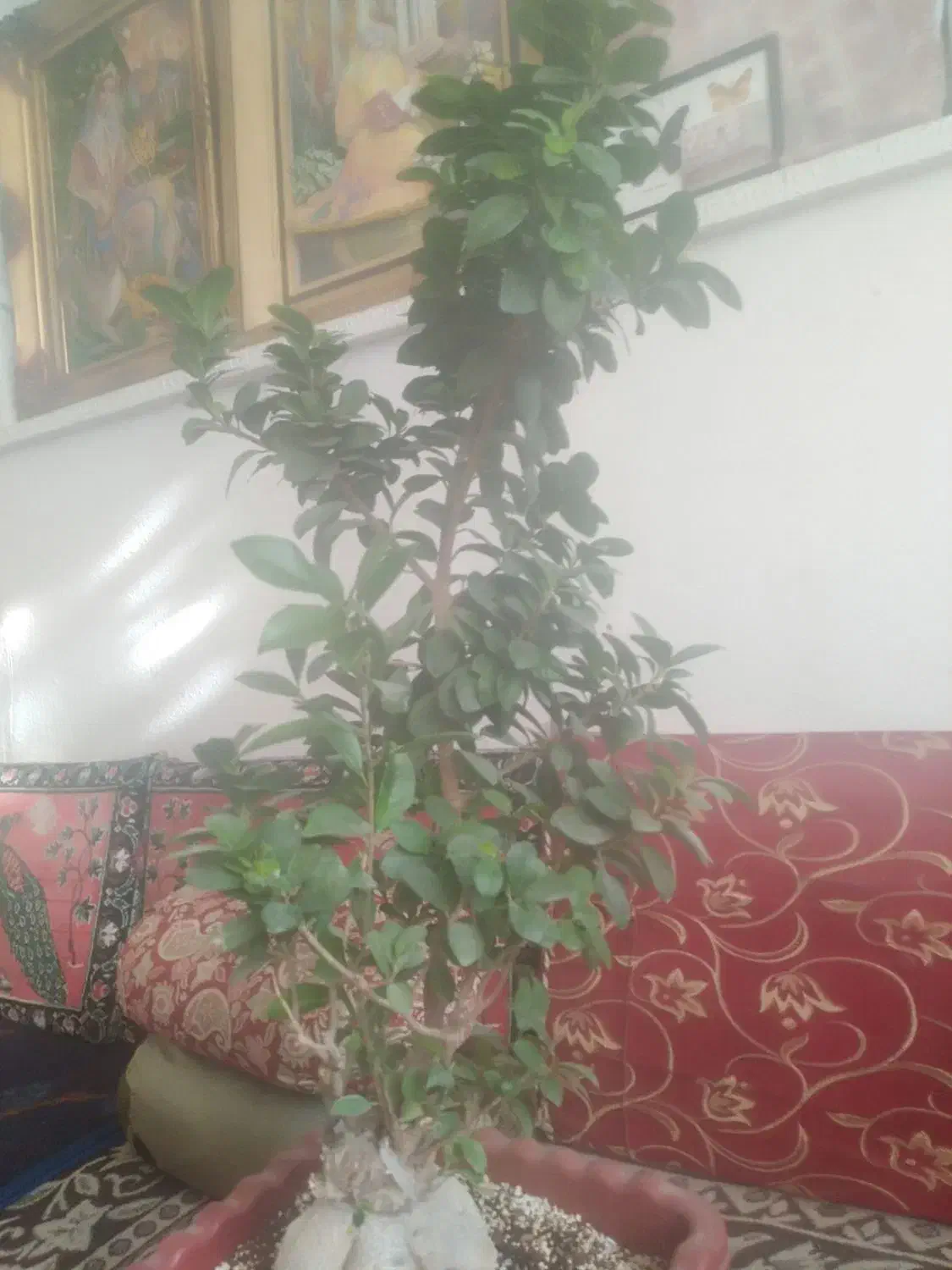 بنسای جنسینگ سلام|گل و گیاه طبیعی|مرودشت, ابوذر شمالی‎|دیوار