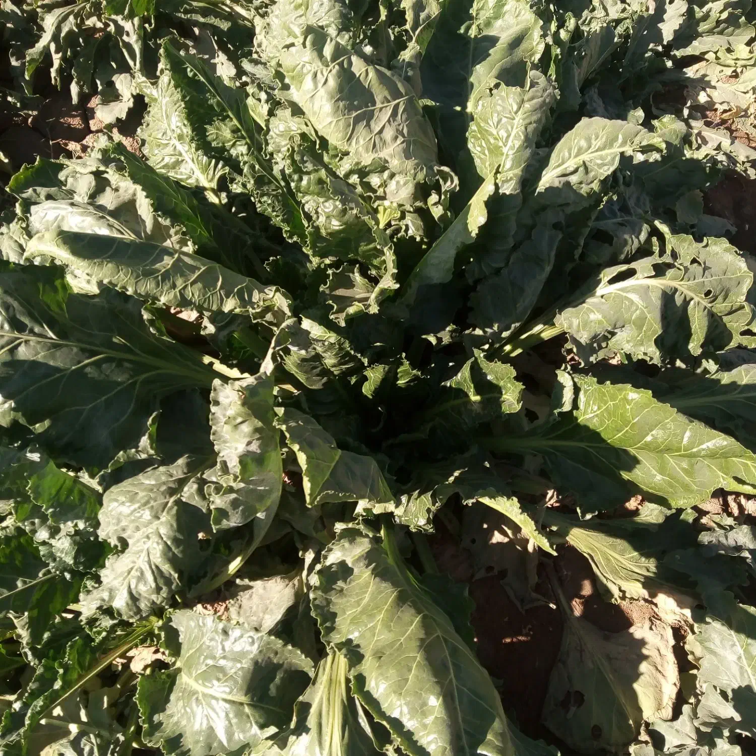 چقندر قندی|خدمات باغبانی و درختکاری|فیروزه, |دیوار