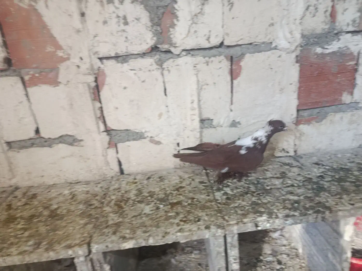 الابوغازنر تاگوز|پرنده|اردبیل, |دیوار